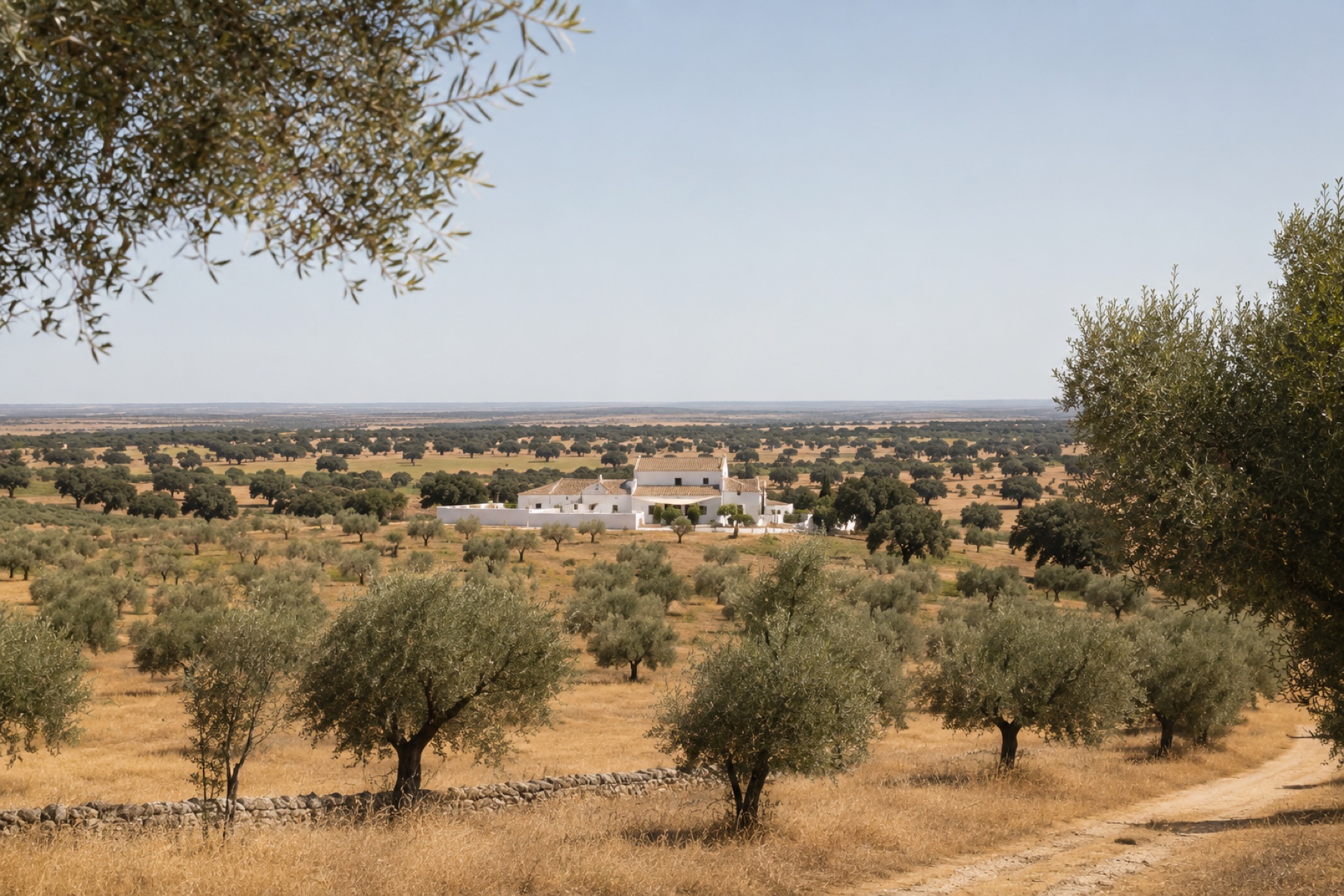 Lagar do Sol in the distance across mature olive and cork trees